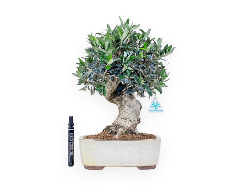 Bonsai van Olea europaea %separator% %category%