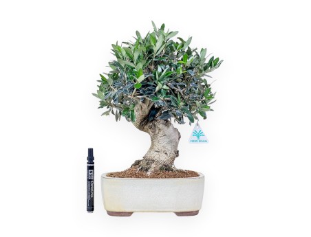 Bonsaï d'Olea europaea %separator% %category%