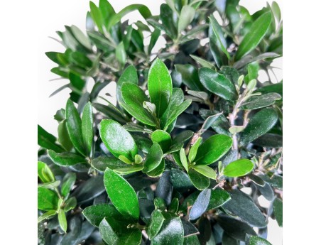 Olea europaea bonsai %separator% %category%