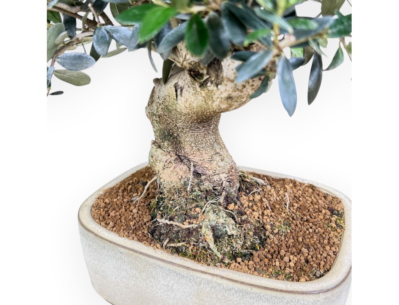 Olea europaea bonsai %separator% %category%