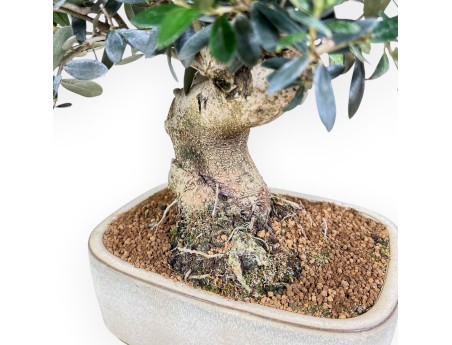 Bonsai van Olea europaea %separator% %category%