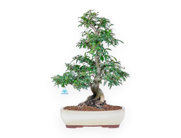 Punica granatum nejikan bonsai %separator% %category%