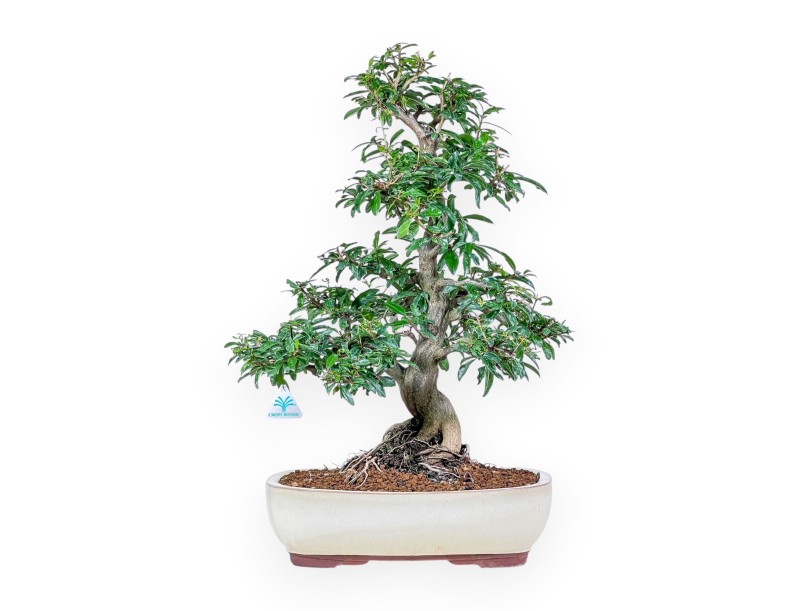 Punica granatum nejikan bonsai %separator% %category%