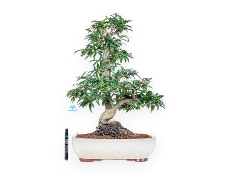 Punica granatum nejikan bonsai %separator% %category%