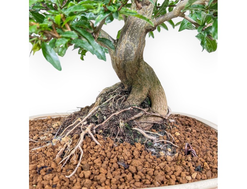 Punica granatum nejikan bonsai %separator% %category%