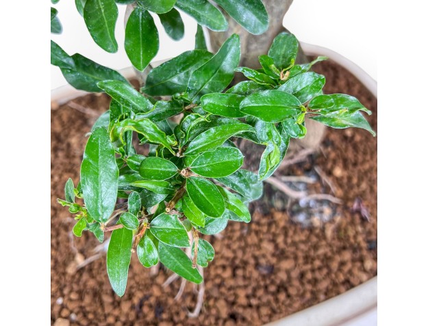 Bonsái de Punica granatum nejikan %separator% %category% 2