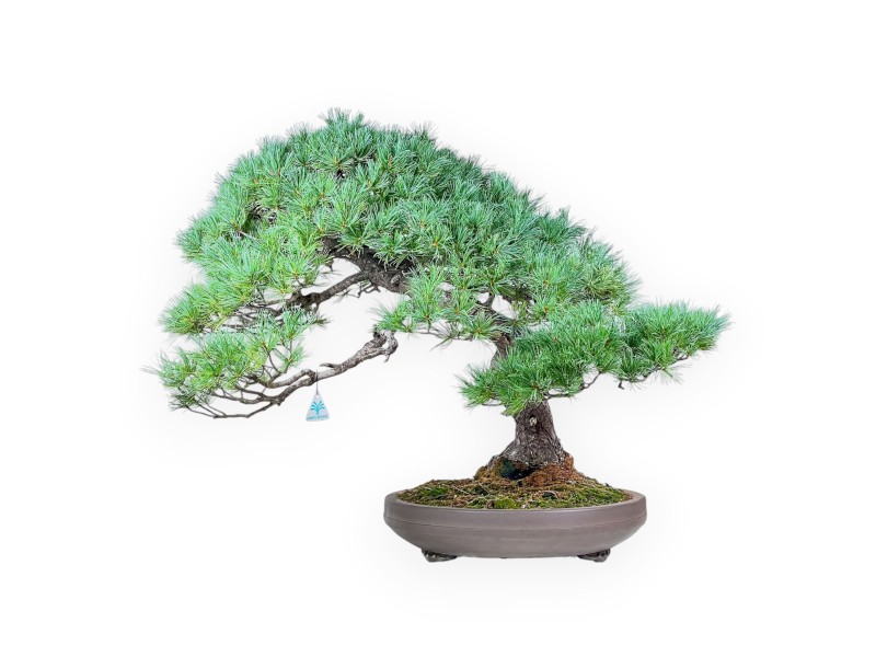 Pinus pentaphylla bonsai %separator% %category% conifers