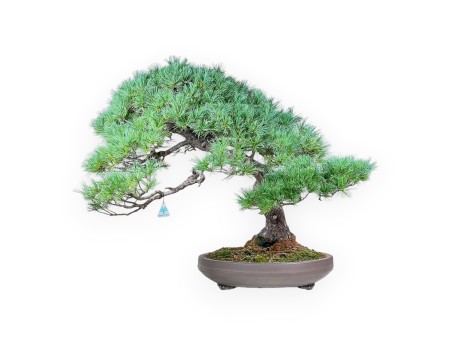 Bonsai di Pinus pentaphylla %separator% %category% conifere