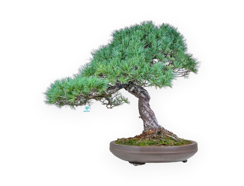 Bonsai di Pinus pentaphylla %separator% %category% conifere