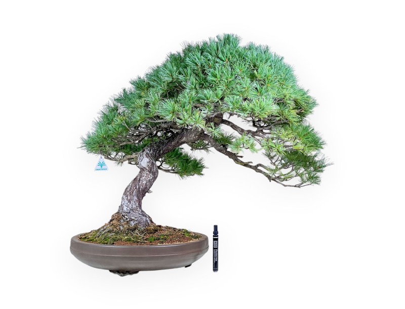 Bonsai di Pinus pentaphylla %separator% %category% conifere