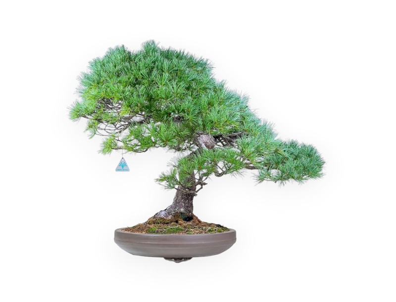 Bonsai di Pinus pentaphylla %separator% %category% conifere