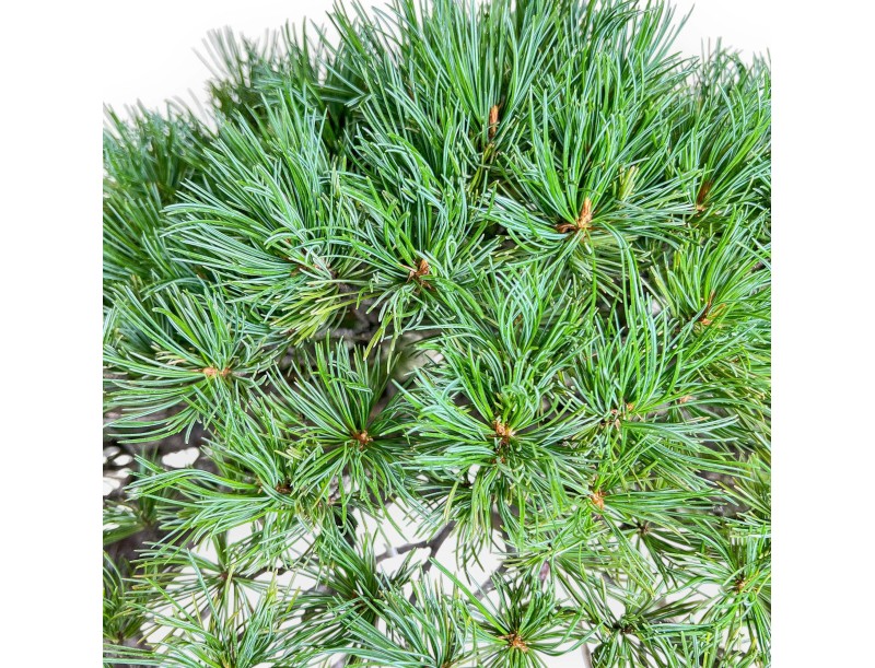 Bonsai di Pinus pentaphylla %separator% %category% conifere