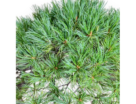Pinus pentaphylla bonsai %separator% %category% conifers