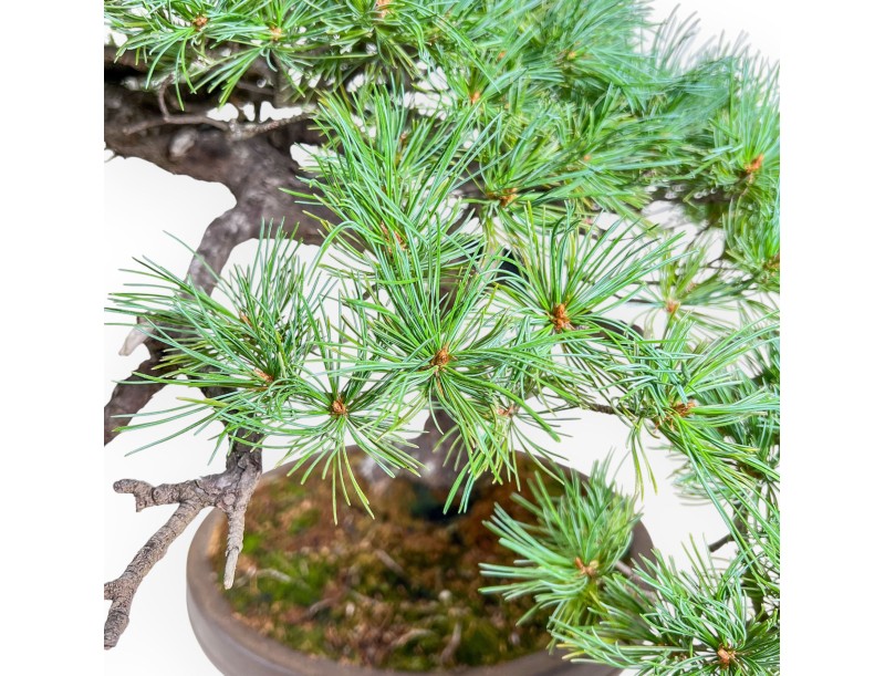 Bonsai di Pinus pentaphylla %separator% %category% conifere
