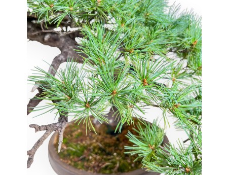 Bonsaï de Pinus pentaphylla %separator% %category% conifères