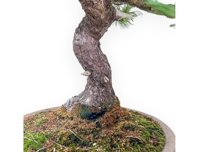 Bonsai van Pinus pentaphylla %separator% %category% naaldbomen