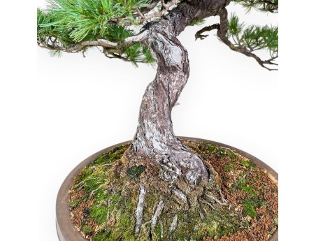 Bonsai di Pinus pentaphylla %separator% %category% conifere