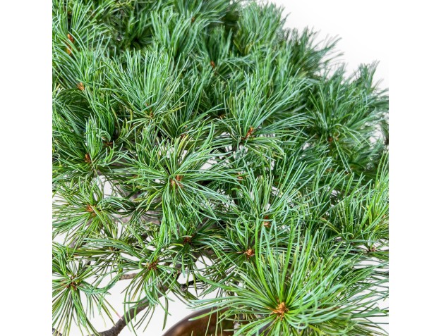Bonsai van Pinus pentaphylla %separator% %category% naaldbomen 2