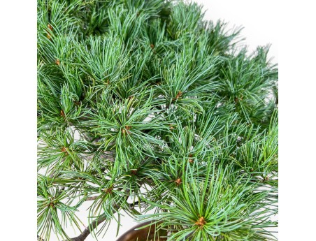 Bonsai di Pinus pentaphylla %separator% %category% conifere