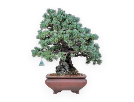 Pinus pentaphylla miniazuma bonsai %separator% %category% conifers