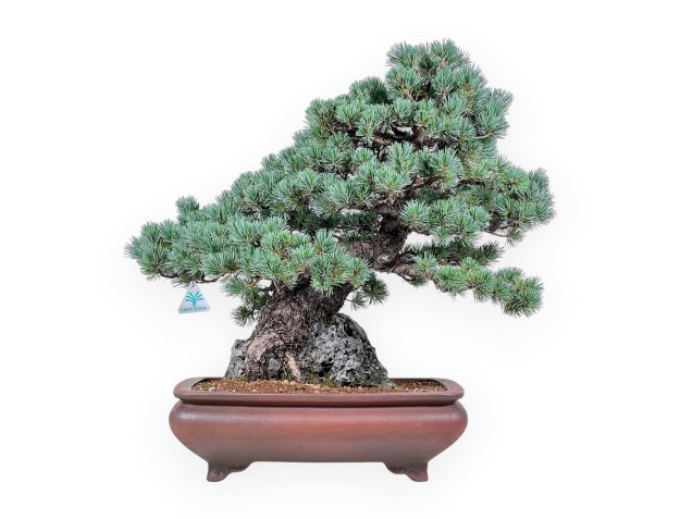 Pinus pentaphylla miniazuma bonsai %separator% %category% conifers