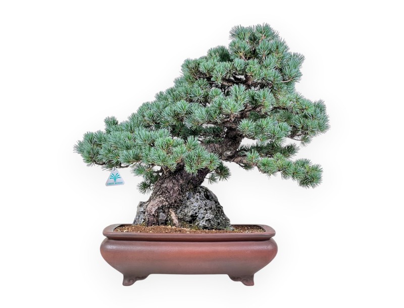 Pinus pentaphylla miniazuma bonsai %separator% %category% conifers