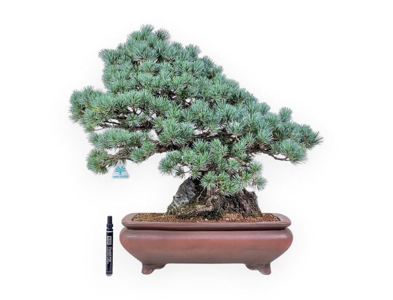 Pinus pentaphylla miniazuma bonsai %separator% %category% conifers