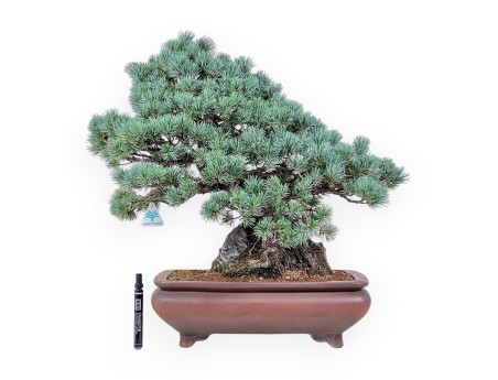 Bonsai di Pinus pentaphylla miniazuma %separator% %category% conifere