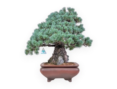 Pinus pentaphylla miniazuma bonsai %separator% %category% conifers