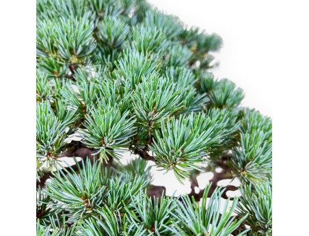 Pinus pentaphylla miniazuma bonsai %separator% %category% conifers