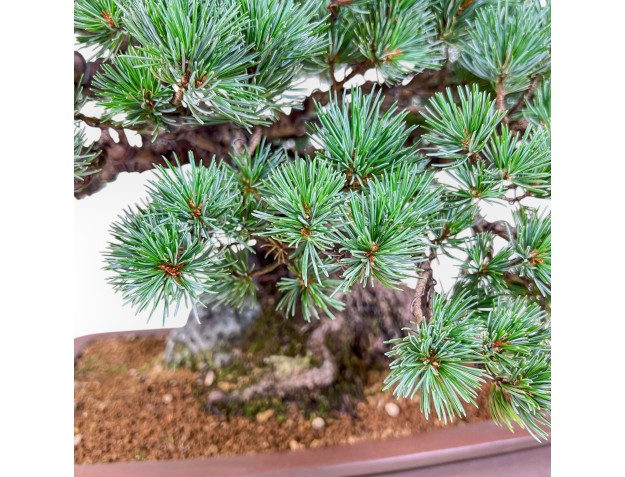 Pinus pentaphylla miniazuma bonsai %separator% %category% conifers 2