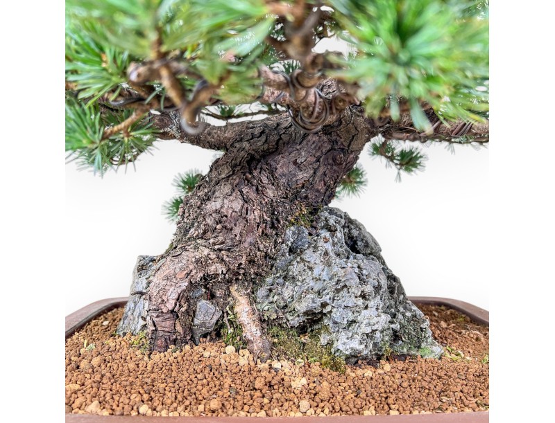 Bonsai di Pinus pentaphylla miniazuma %separator% %category% conifere