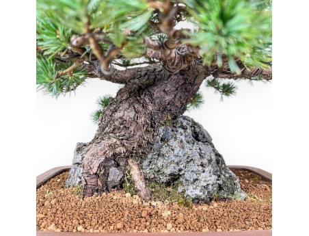 Pinus pentaphylla miniazuma bonsai %separator% %category% conifers
