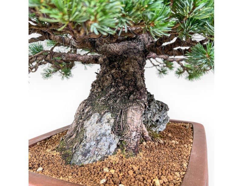 Bonsai van Pinus pentaphylla miniazuma %separator% %category% coniferen