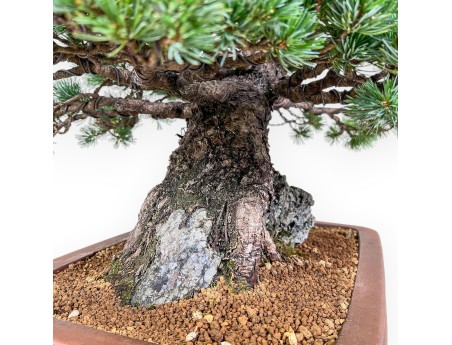 Pinus pentaphylla miniazuma bonsai %separator% %category% conifers
