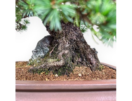 Pinus pentaphylla miniazuma bonsai %separator% %category% conifers