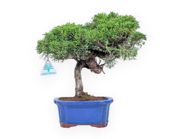 Juniperus chinensis itoigawa bonsai %separator% %category%