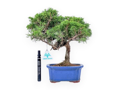 Juniperus chinensis itoigawa bonsai %separator% %category%