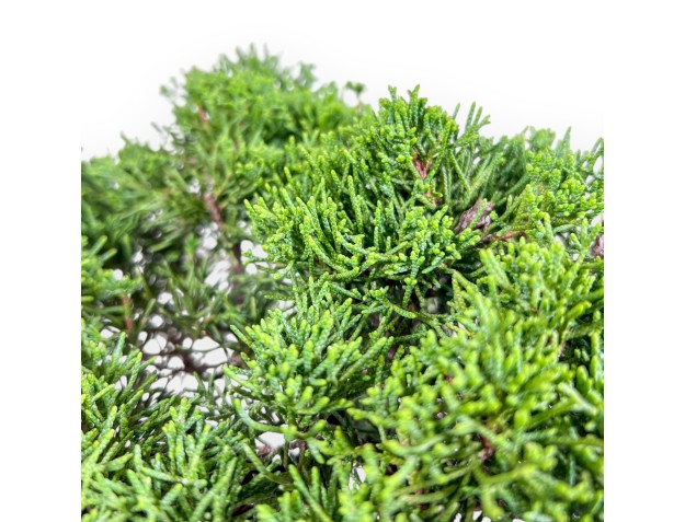 Juniperus chinensis itoigawa bonsai %separator% %category% 2