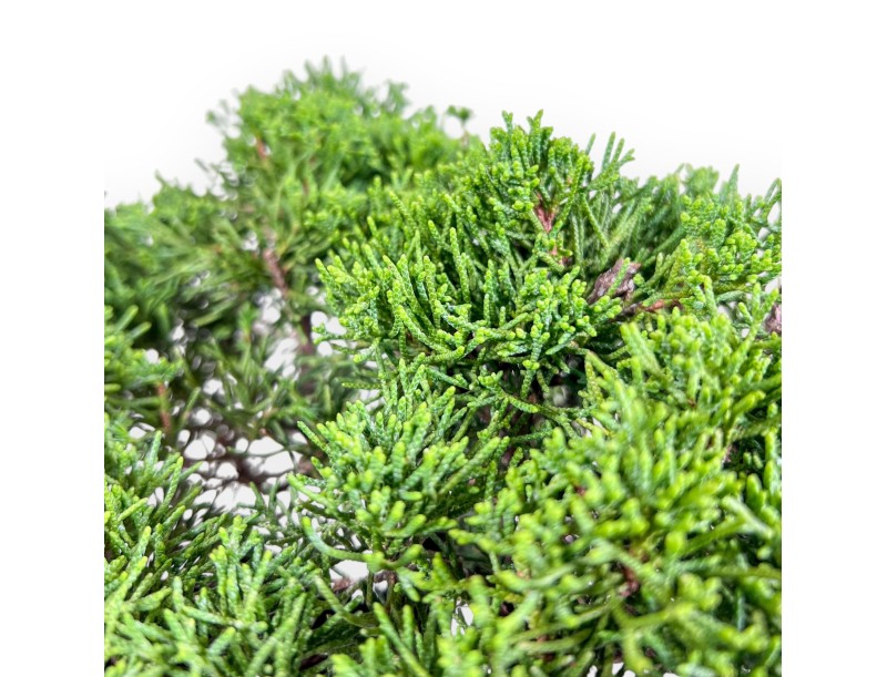 Juniperus chinensis itoigawa bonsai %separator% %category%