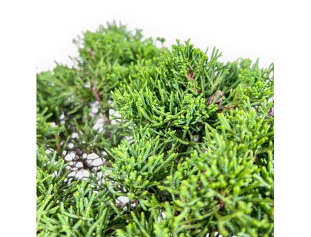 Juniperus chinensis itoigawa bonsai %separator% %category%