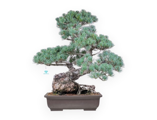 Pinus pentaphylla bonsai %separator% %category%