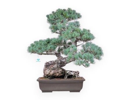 Pinus pentaphylla bonsai %separator% %category%