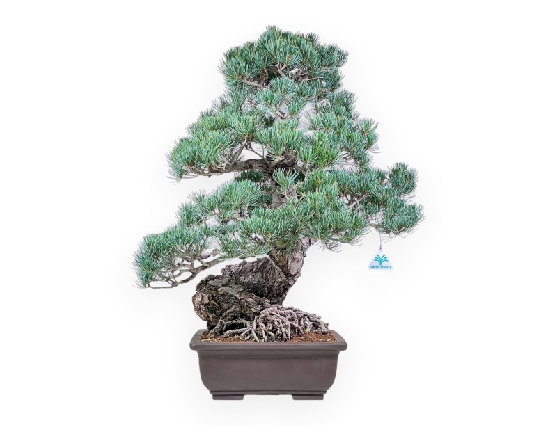 Pinus pentaphylla-bonsai %separator% %category%