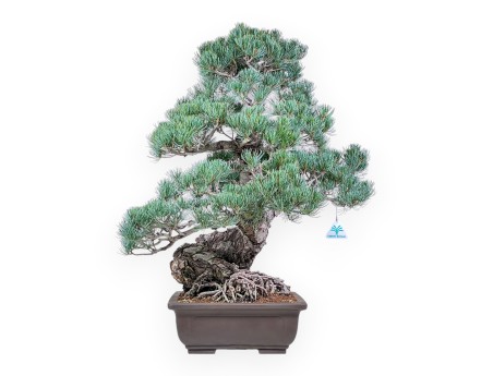 Pinus pentaphylla bonsai %separator% %category%