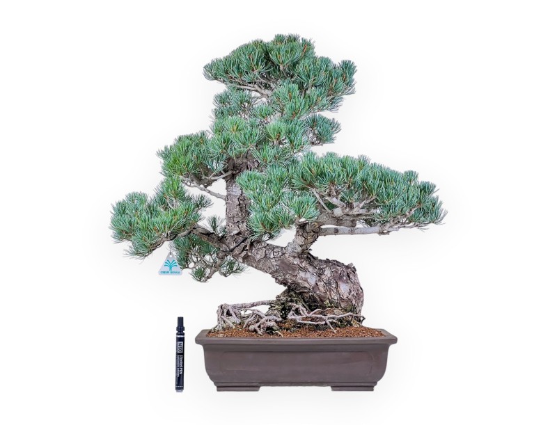 Pinus pentaphylla-bonsai %separator% %category%