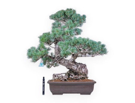 Pinus pentaphylla-bonsai %separator% %category%