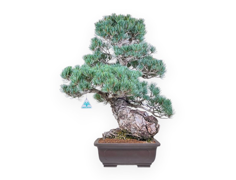 Pinus pentaphylla-Bonsai %separator% %category%