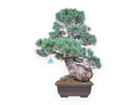 Bonsái de Pinus pentaphylla %separator% %category%