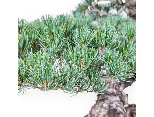 Pinus pentaphylla bonsai %separator% %category% 2